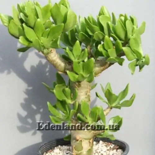 Изображение Тилекодон метельчатый  - Tylecodon paniculatus