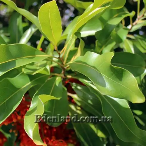 Изображение Стенокарпус выемчатый - Stenocarpus sinuatus