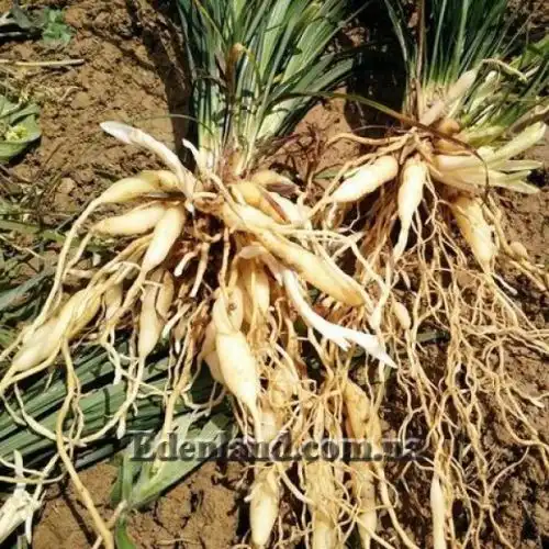 Изображение Офиопогон японский - Ophiopogon japonicus