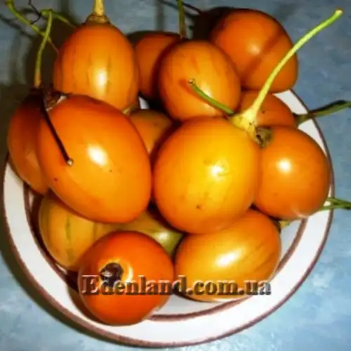 Изображение Цифомандра свекловидная желтая - Cyphomandra betacea gold