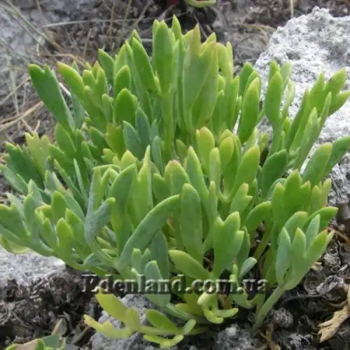 Зображення молоді рослини