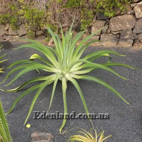 Изображение Агава Вильморена - Agave vilmoriniana