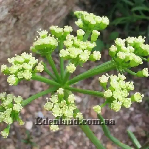 Зображення суцвіття