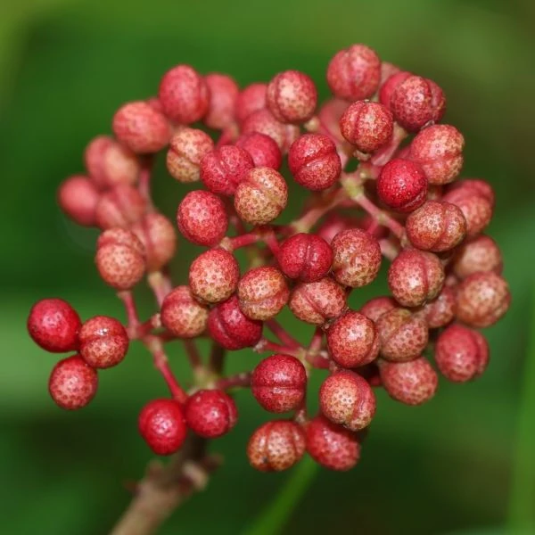 Изображение Зантоксилум подражающий - Zanthoxylum simulans  