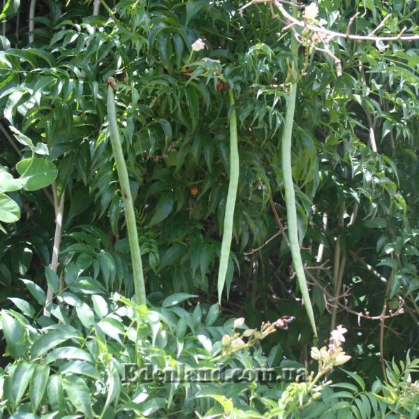 Изображение Подранея Рикасоля - Podranea ricasoliana