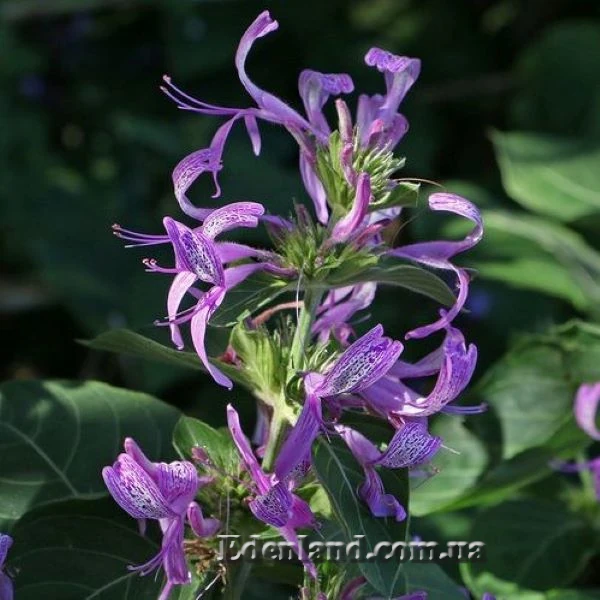 Изображение цветы