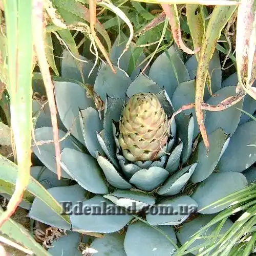 Изображение начало цветения