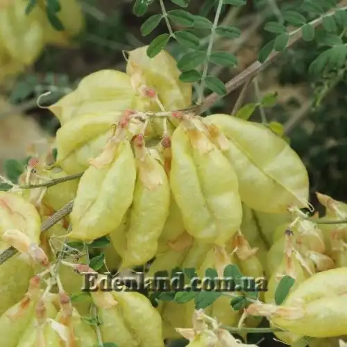 Изображение Сутерландия кустарниковая  - Sutherlandia frutescens