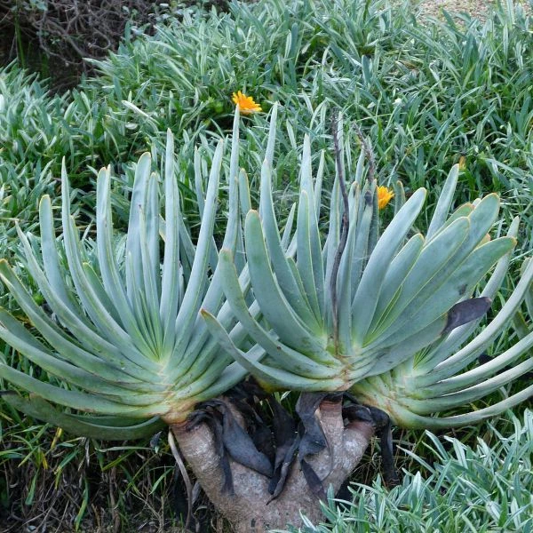 Изображение Кумара складчатая  - Kumara plicatilis