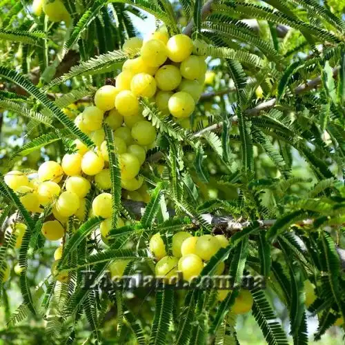 Изображение Филлантус эмблика - Phyllanthus emblica