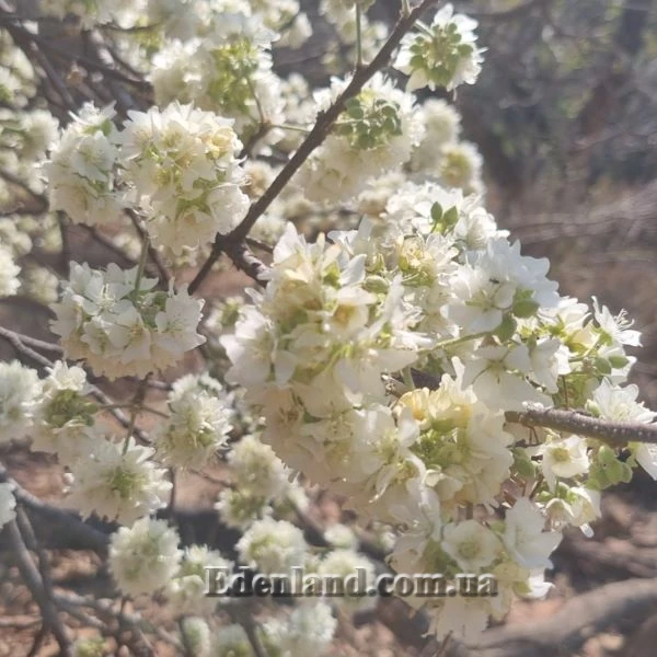 Изображение Домбея цимоза   - Dombeya cymosa