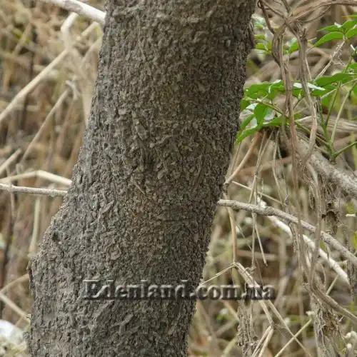 Изображение Миллингтония садовая - Millingtonia hortensis