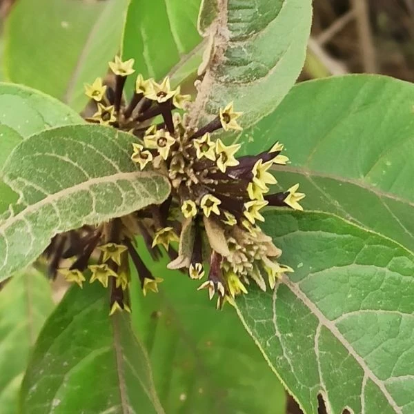 Зображення Цеструм повстяний - Cestrum tomentosum 