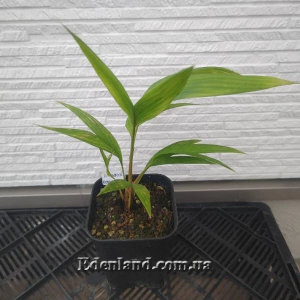 Зображення Геонома Муреана  - Geonoma mooreana