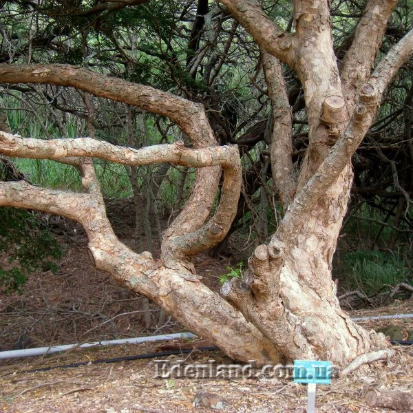 Изображение ствол дерева в саду