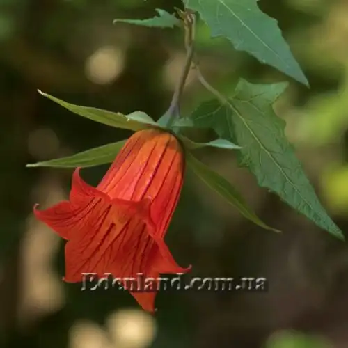 Изображение Канарина канарская - Canarina canariensis