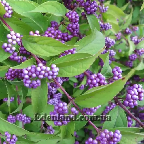 Изображение Каликарпа Бодинье - Callicarpa bodinieri