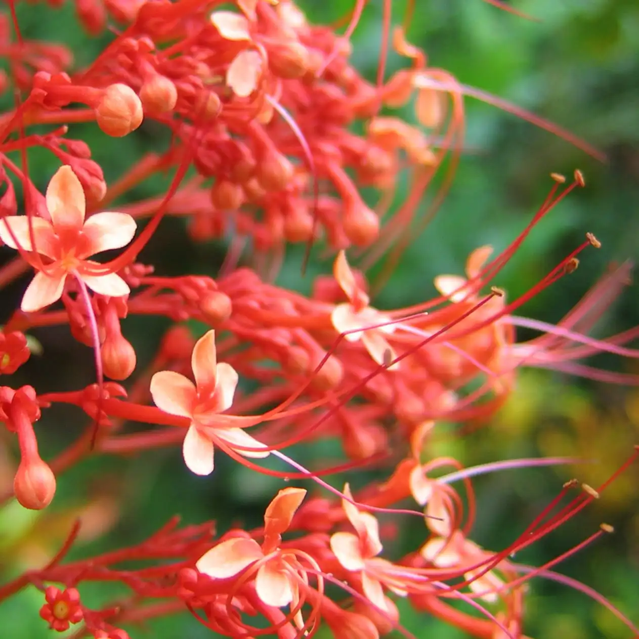 Изображение цветок