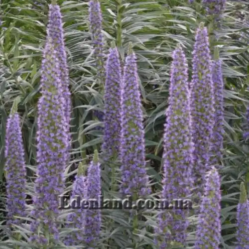 Зображення Ехіум Блакитні Башти - Echium Blue Towers