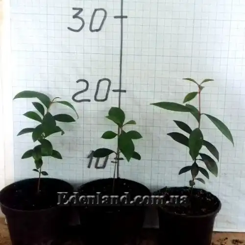 Изображение саженцы в продаже