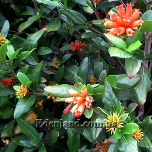 Зображення Бурчелія Бубаліна - Burchellia bubalina