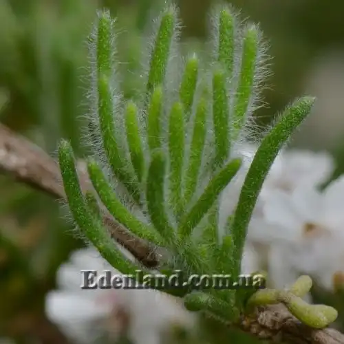 Зображення Еріоцефалус африканський - Eriocephalus africanus