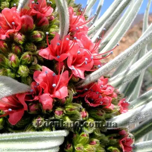 Изображение начало цветения