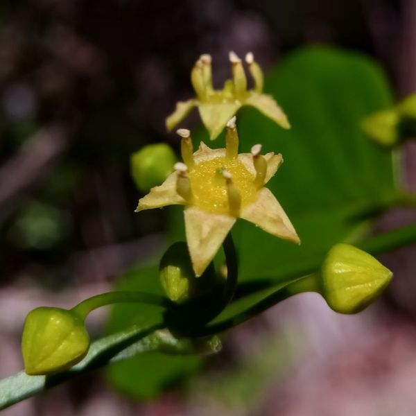 Изображение Берхемия двухцветная  - Berchemia discolor 