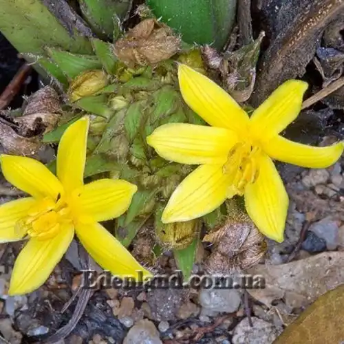 Изображение Куркулиго широколистное - Curculigo latifolia