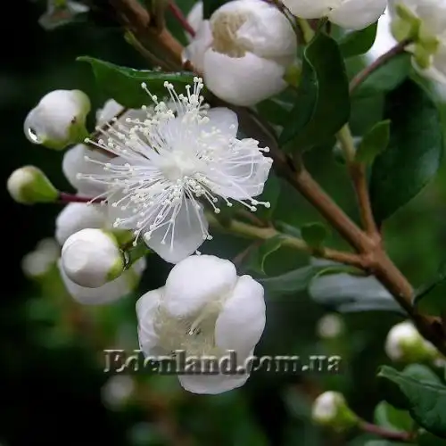 Изображение Лума Чекен - Luma chequen