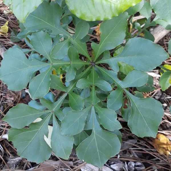 Зображення Куссонія колосовидна - Cussonia spicata 