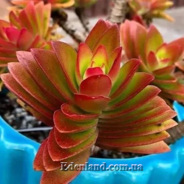 Крассула головчатая (костер) - Crassula capitella subsp. campfire