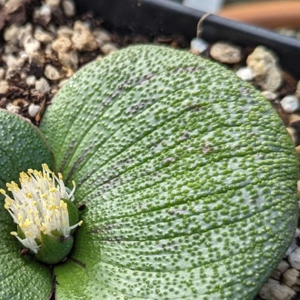 Изображение Массония пузырчатая  - Massonia pustulata 