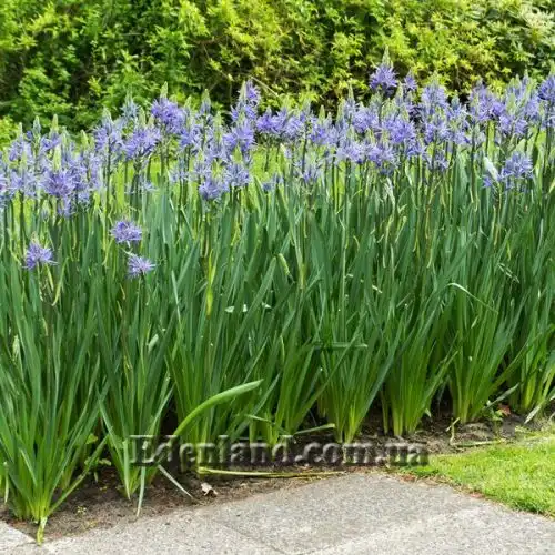 Изображение Камассия Лейхтлина - Camassia leichtlinii