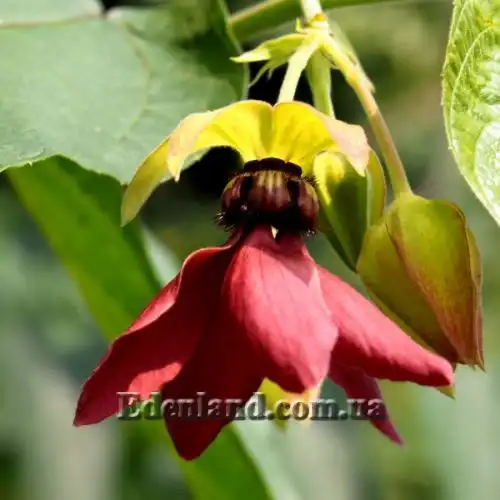 Зображення Аброма велична  - Abroma augusta