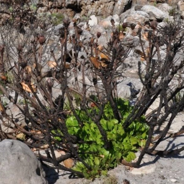 Изображение куст отрастает после пожара