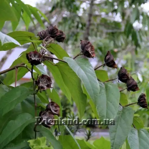 Зображення Аброма велична  - Abroma augusta