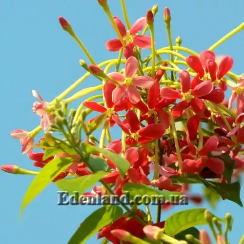 Изображение Квисквалис индийский    - Quisqualis indica 