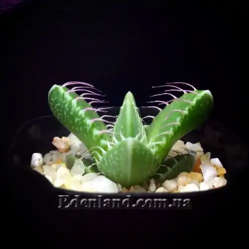 Изображение Фаукария тигриная - Faucaria tigrina 