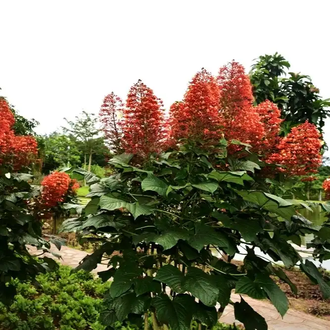 Изображение цветущий куст