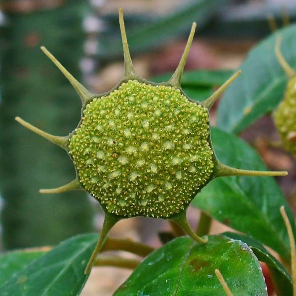 Зображення Дорстенія смердюча - Dorstenia foetida