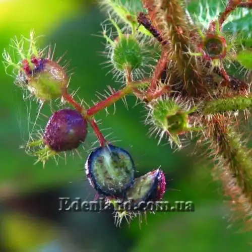 Изображение плод в разрезе