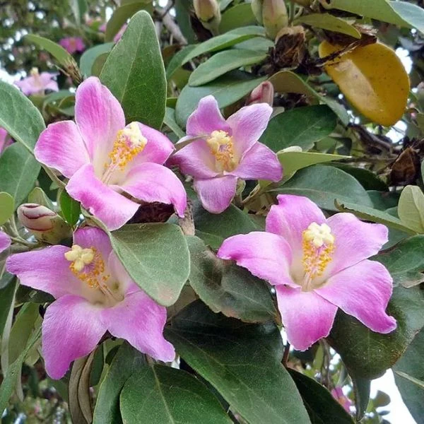 Зображення Лагунарія Патерсона - Lagunaria patersonii