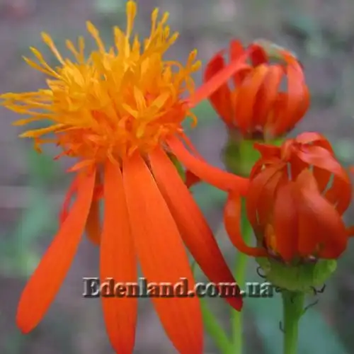 Изображение цветок