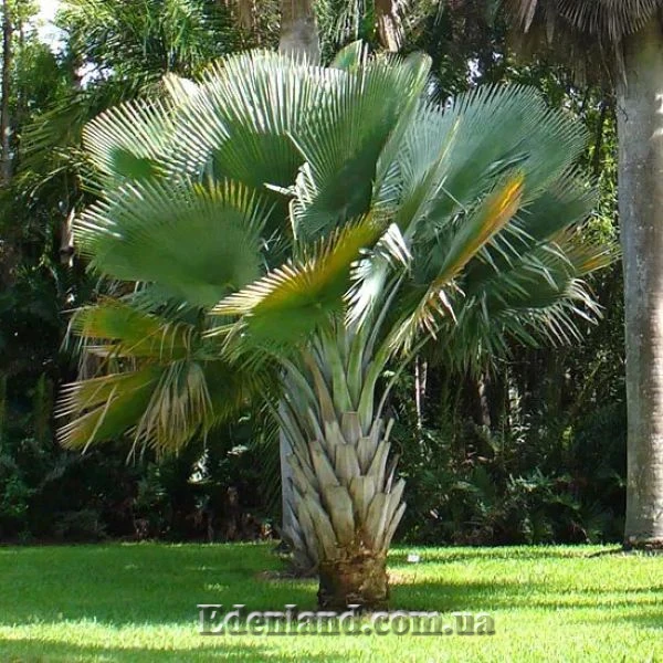 Зображення Коперниція Бейлі - Copernicia baileyana