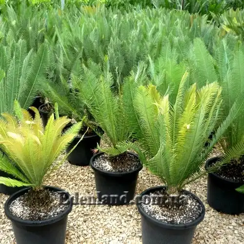 Изображение Диоон съедобный - Dioon edule