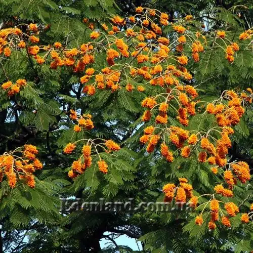 Зображення Кольвілея кістиста - Colvillea racemose