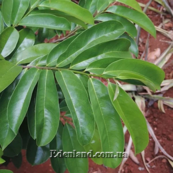 Зображення листя