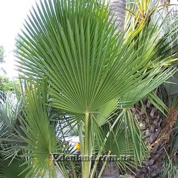 Зображення Коперниція Бейлі - Copernicia baileyana