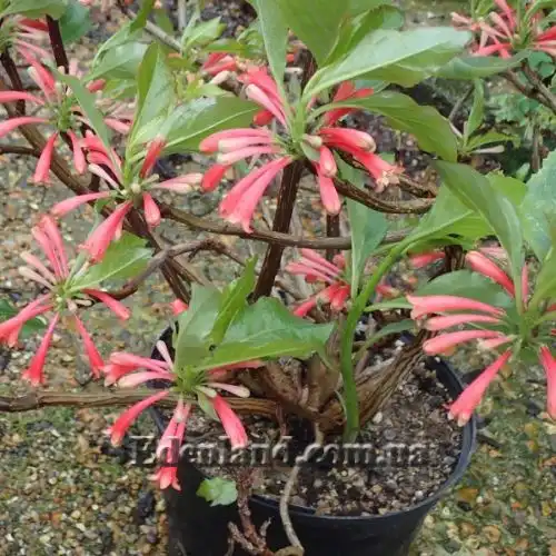 Изображение Дерматоботрис Сандерса  - Dermatobotrys saundersii